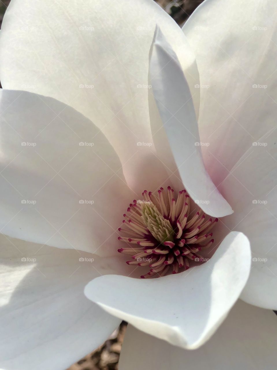 Full frame closeup of white magnolia blossom backlit by sunshine 