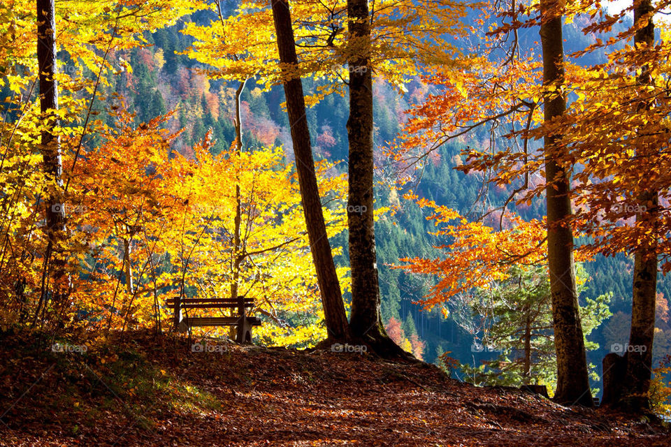 View of a forest during autumn