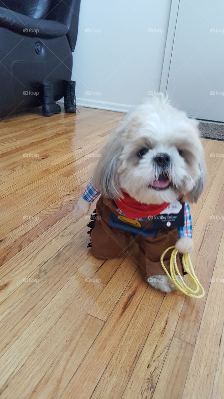 dogs wearing costumes