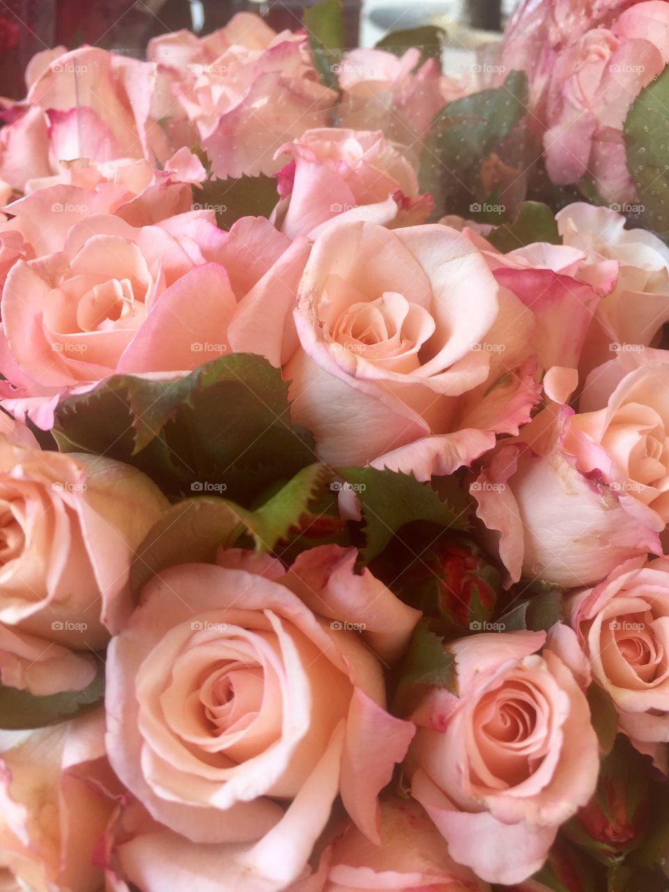 Pinks soft and gentle