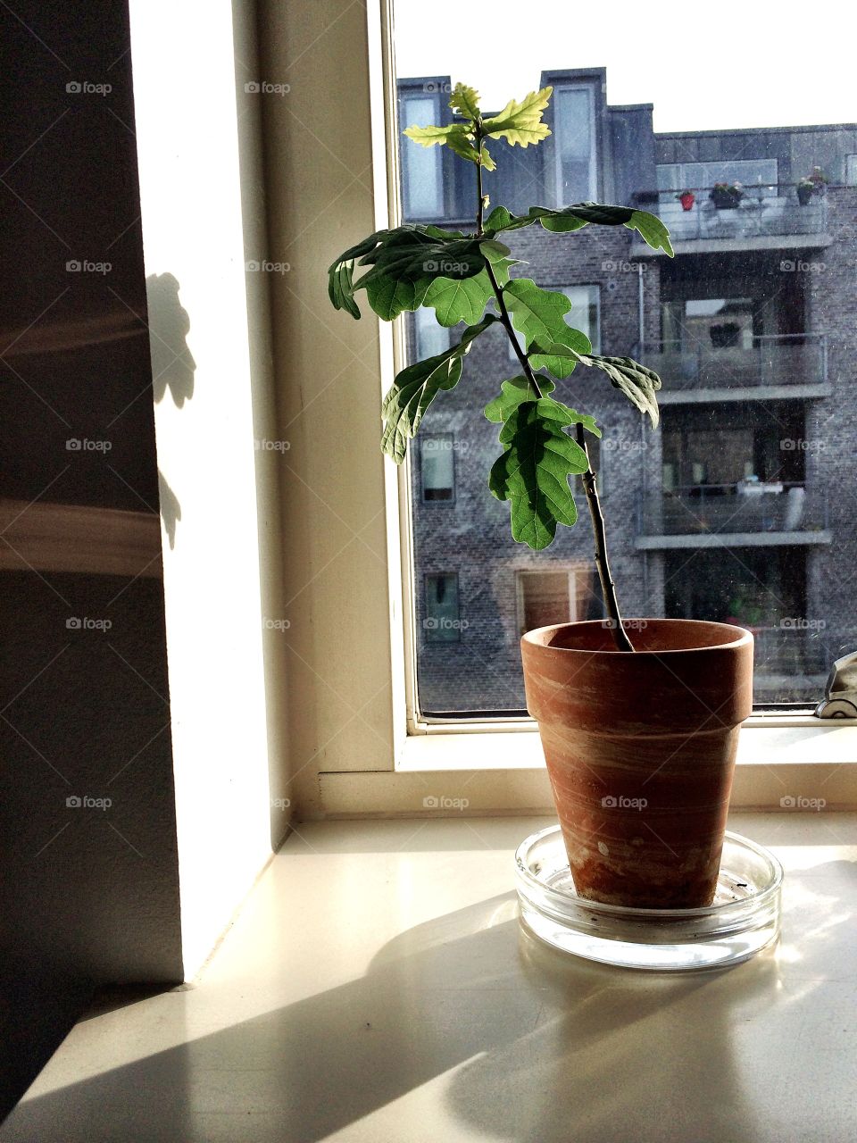 Fig tree. Fig Tree in my window males beautiful shadows