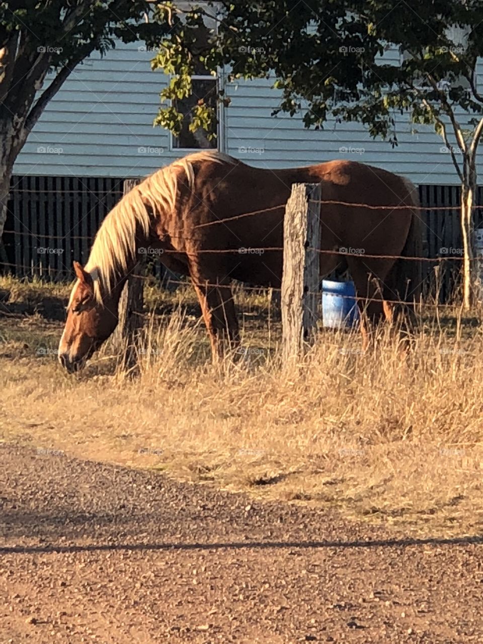 Beautiful horse 