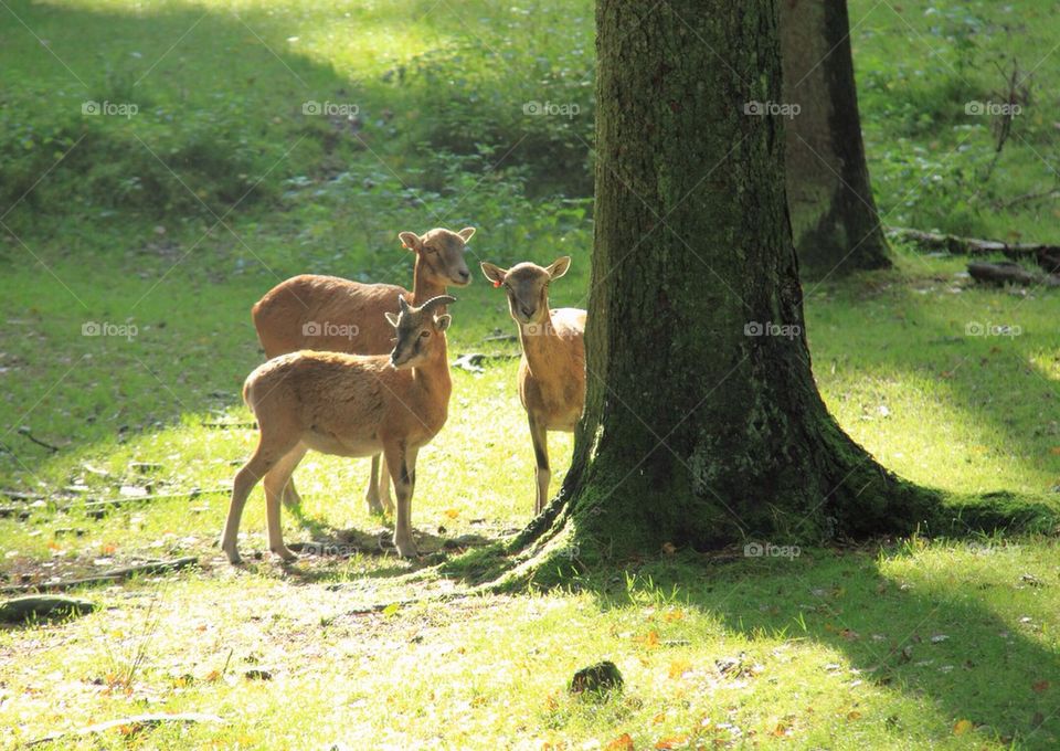 Fawn