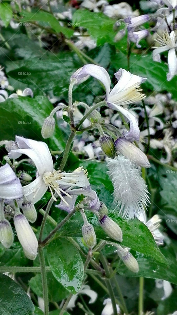 In the garden, after rain..