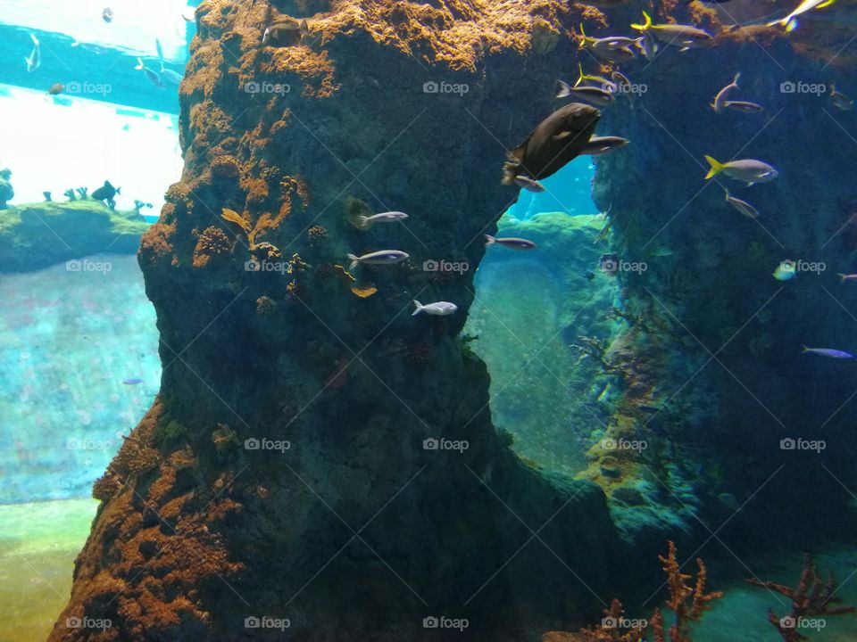 In the Polish city, beautiful Fish underwater. Water, it their nature, their home. It is fantastic and impossible what beautiful landscapes we can find in the oceans. It is a dream! 🐟🐳🐟🌊💧