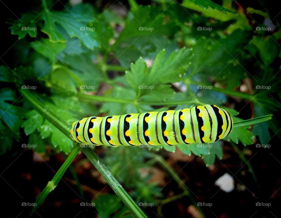 Swallowtail caterpillar munching Parsley.