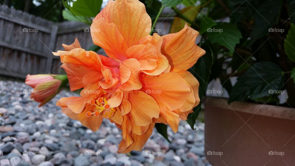 mango hibiscus. backyard garden
