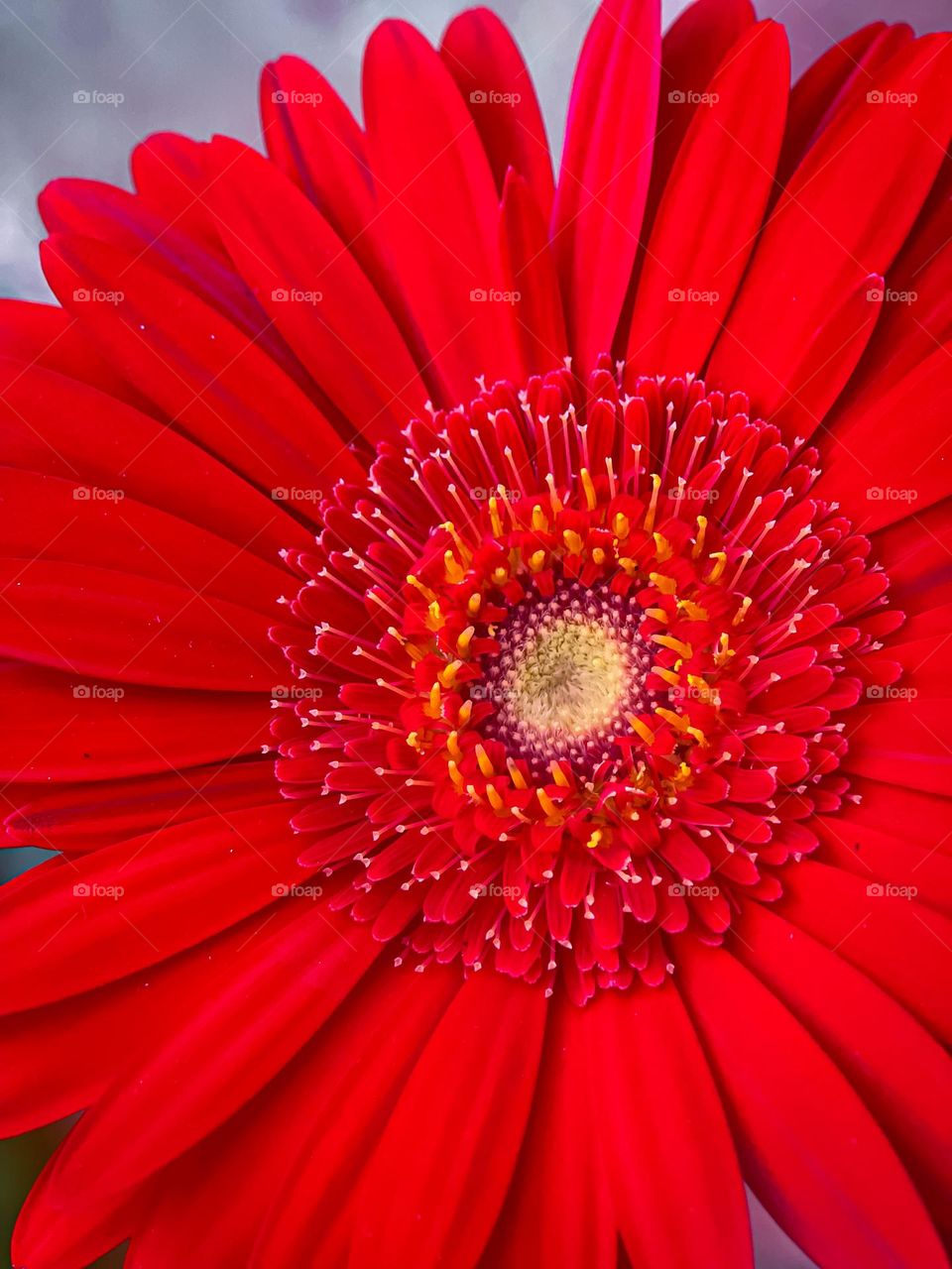 The center of a red bright daisy in close up view. Macro view