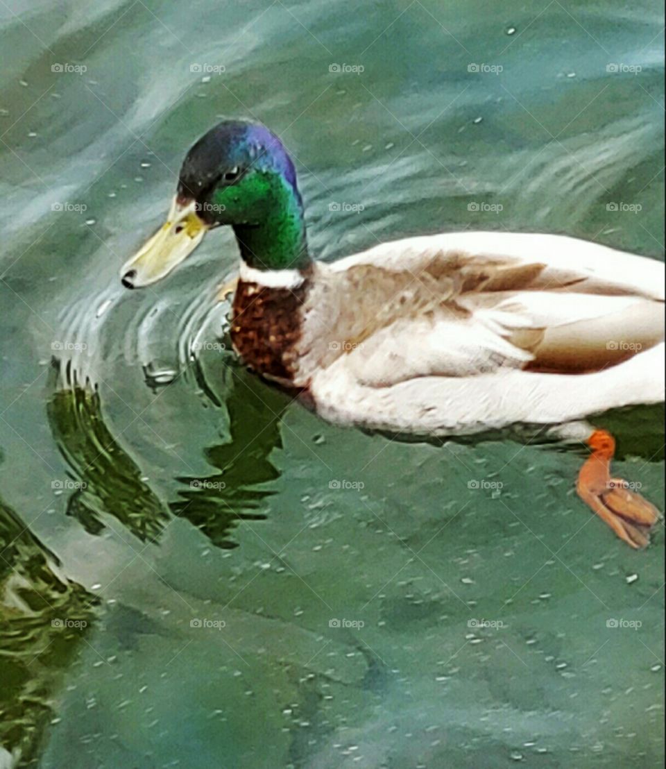 A Mallard Duck!