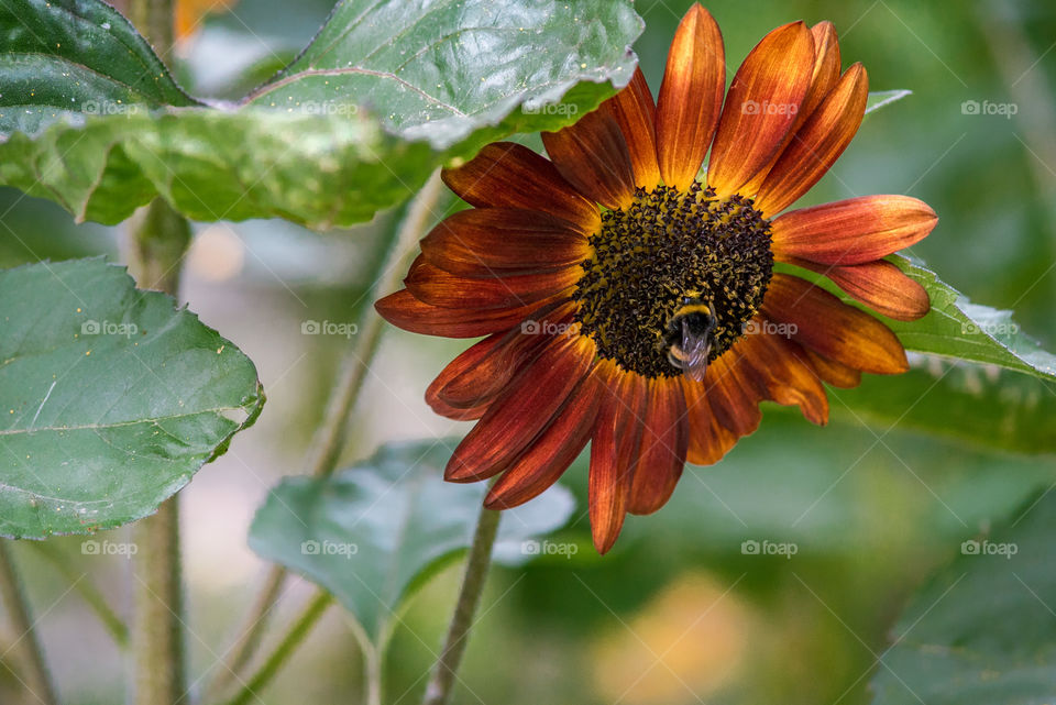 sunflowers bees and bumblebees