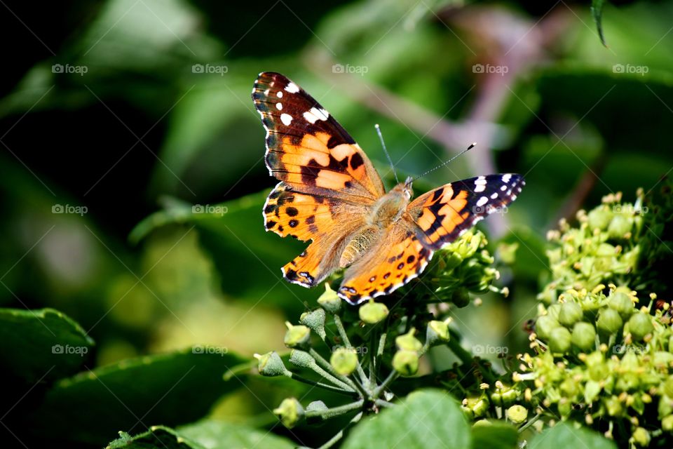 Painted Lady Butterfly 