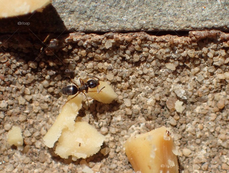 Ant with peanut crumb