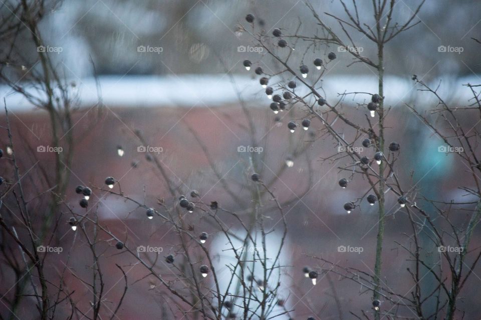 Melting snow drops. Dew drops. 