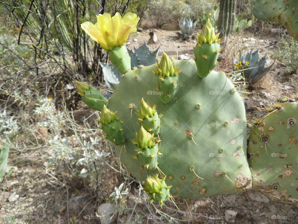 prickley pear cactus