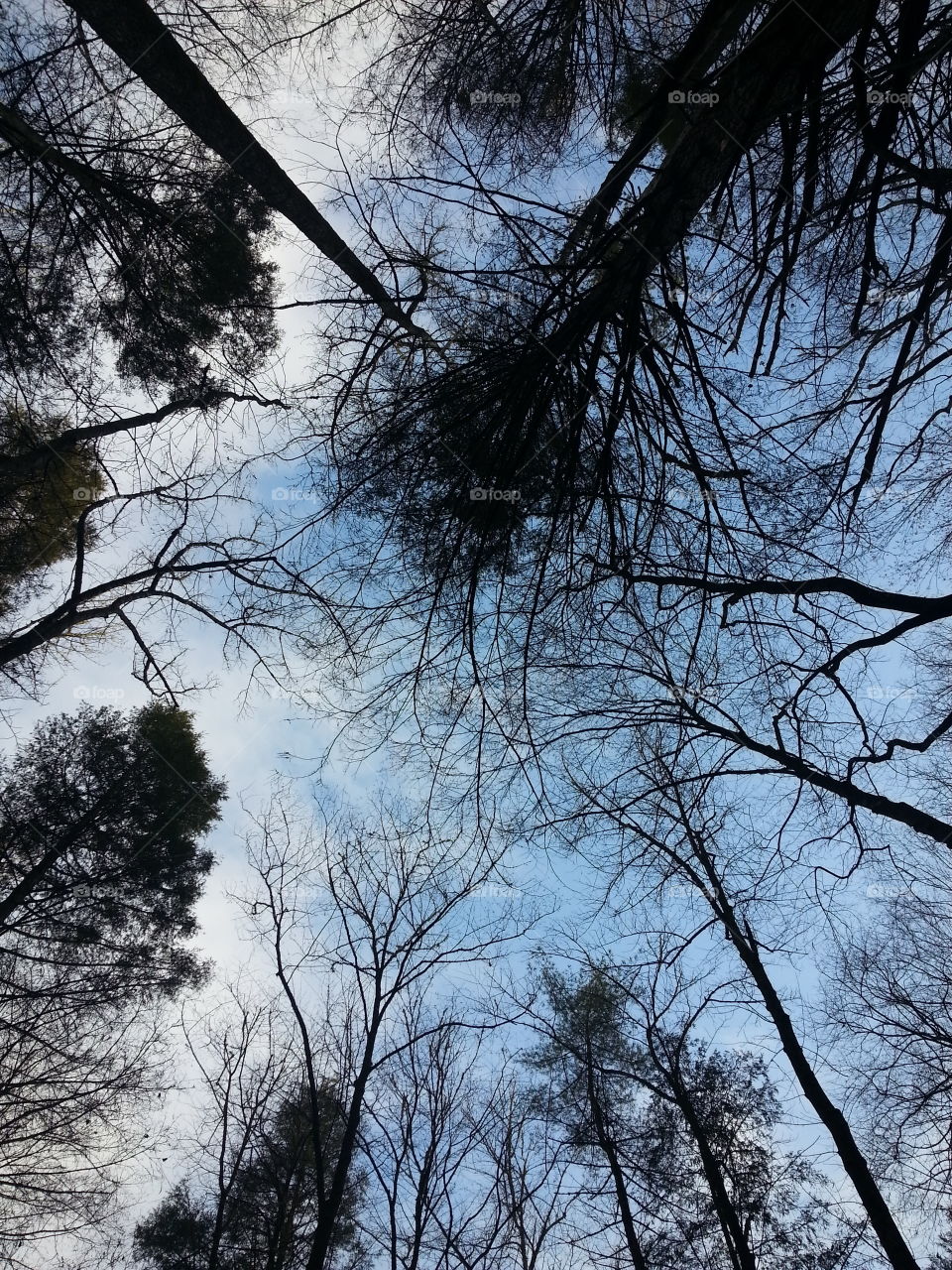 Forest Sky