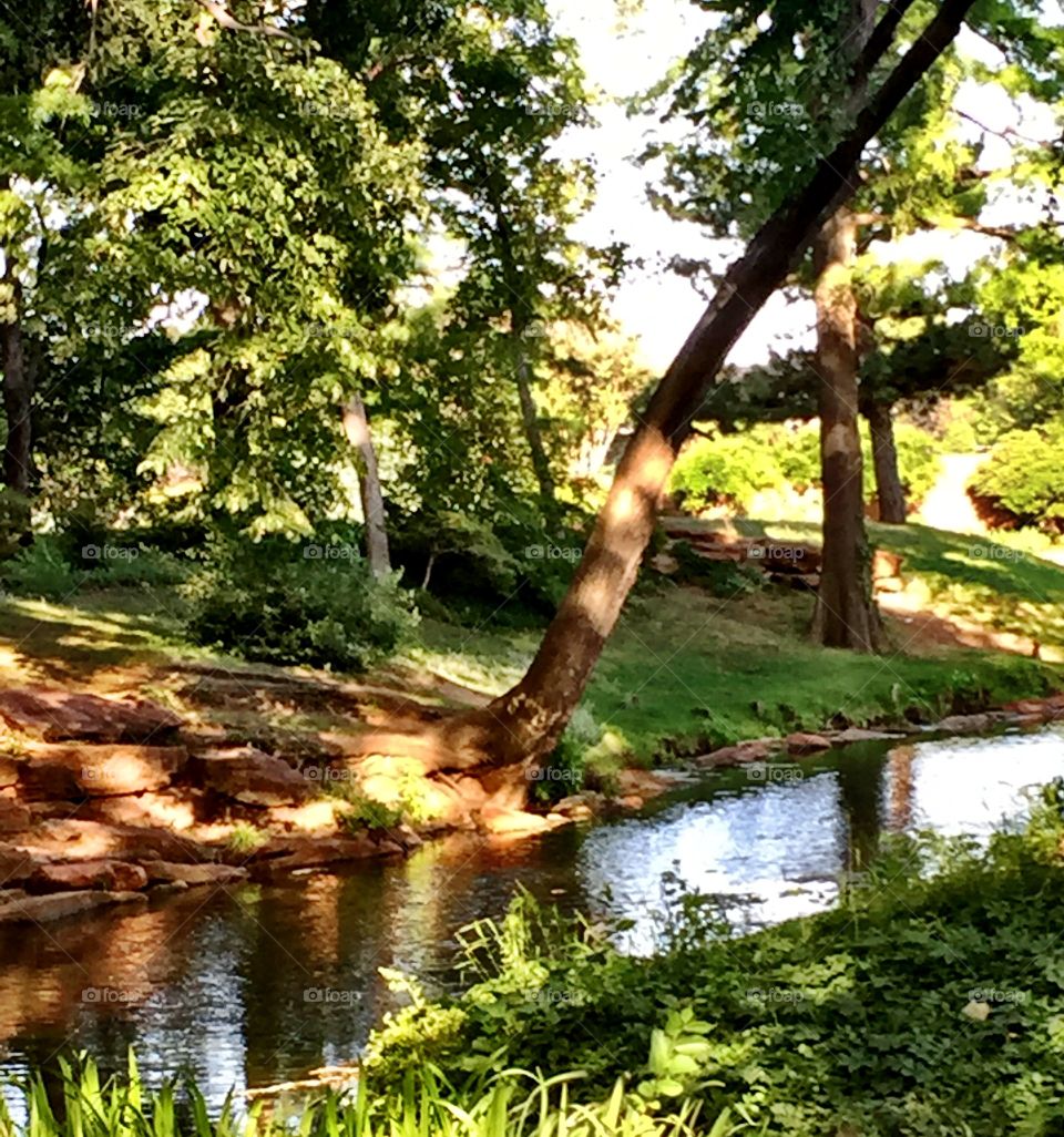 Stream and Trees