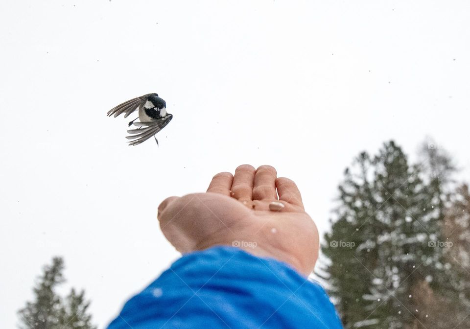 Bird flying to a hand with food on it☺️