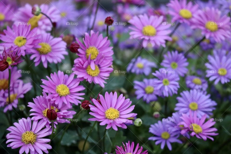 Colourful spring flowers 