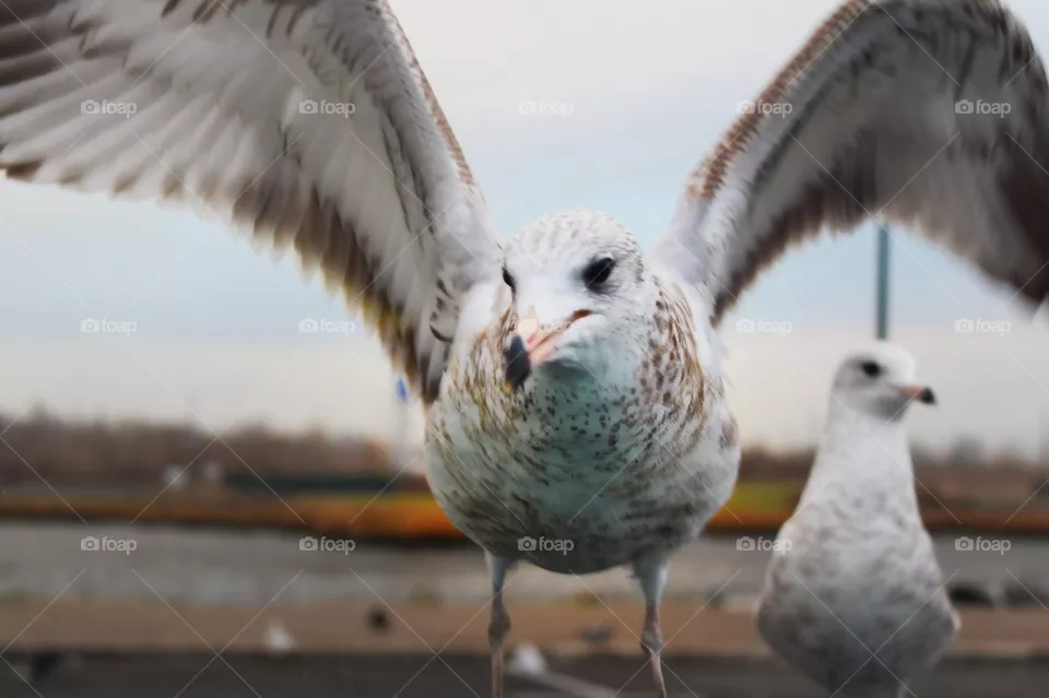 Seagull