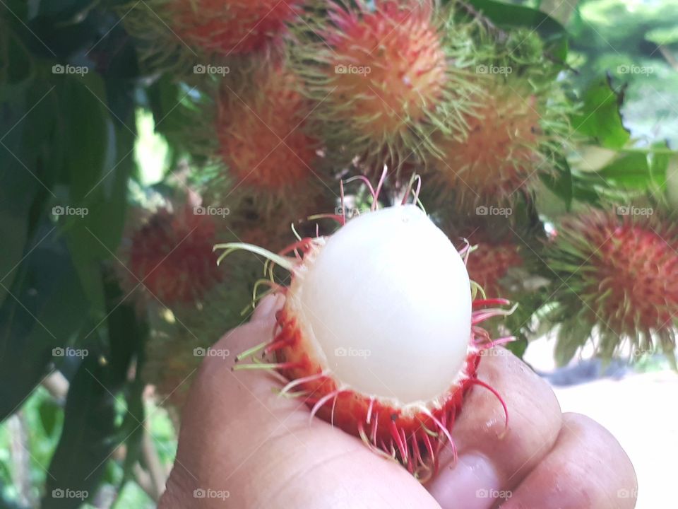 Hand holding rambutan that has been open