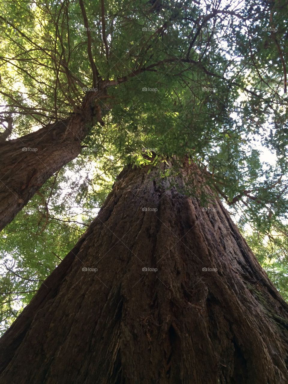 Huge Tree Trunks