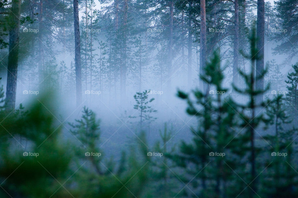 Foggy forrest