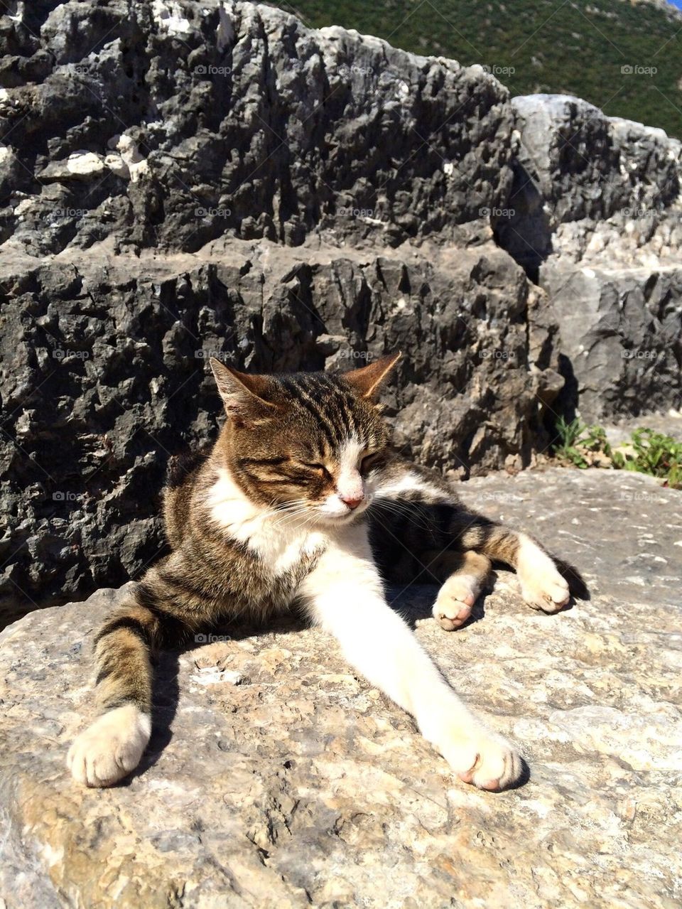 Cat on a rock