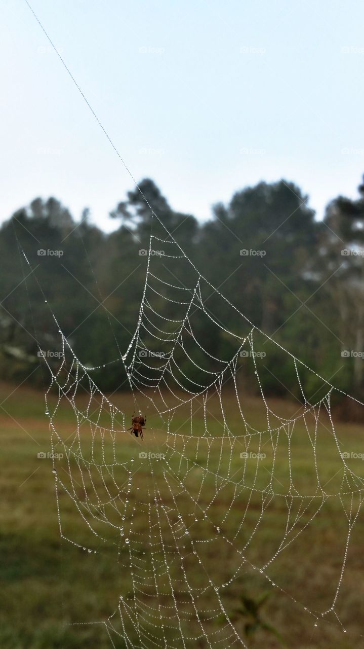 spider on web in morning dew