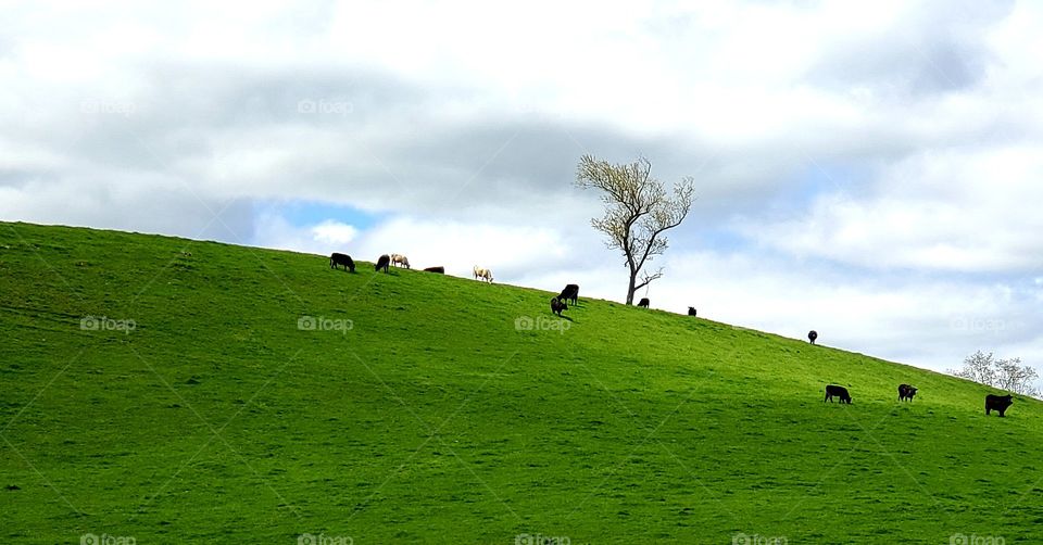 cows on a hill