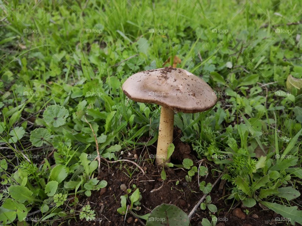 Mushroom & Grass Floor, Nature, Castelo de Vide, Portugal