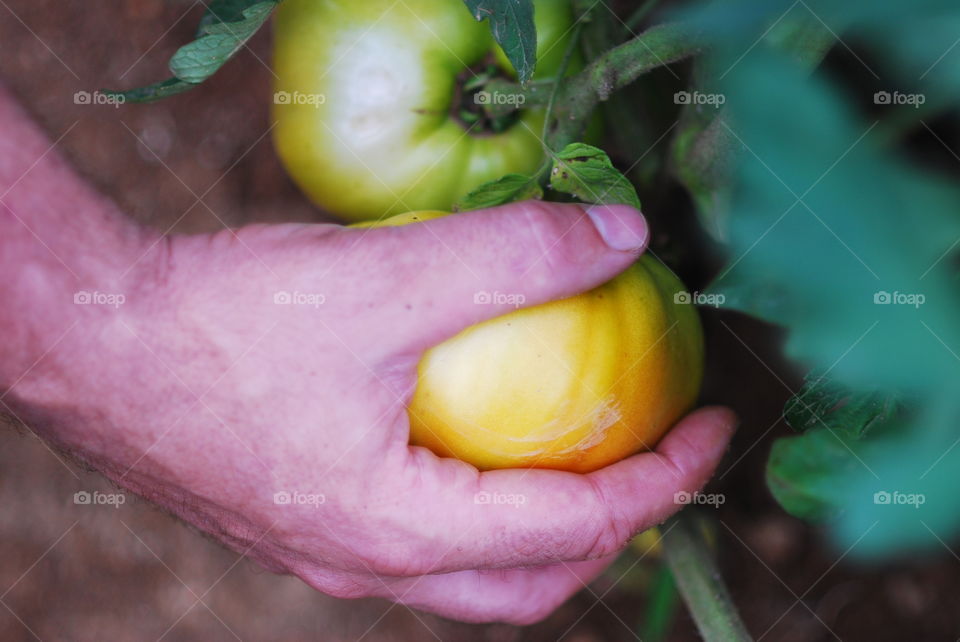 Close-up of person's hand picking tomatoes
