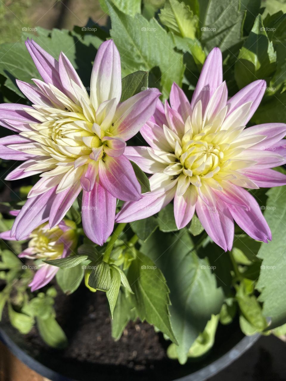 Dahlia spring time in the garden 