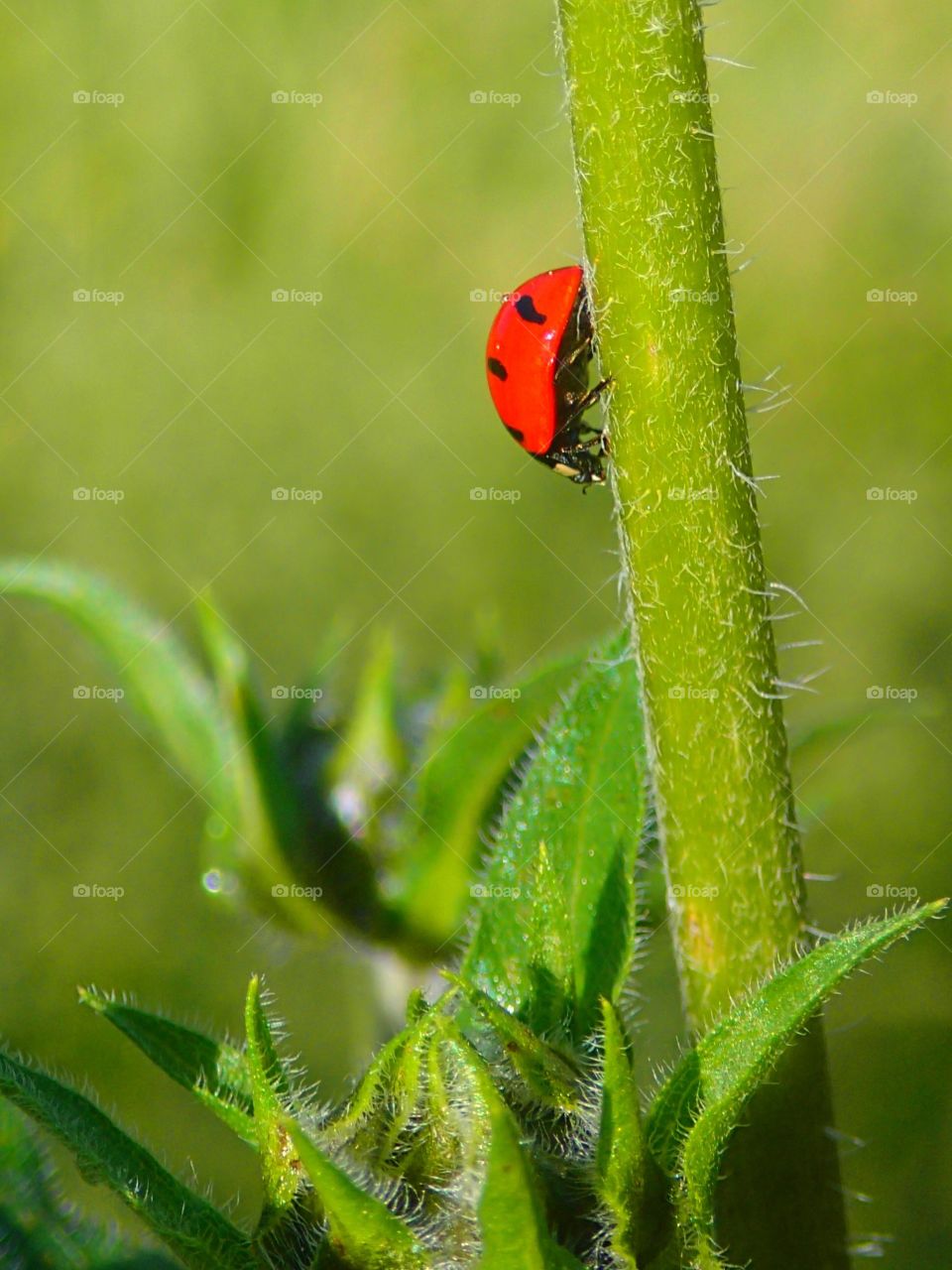 Ladybug on plants