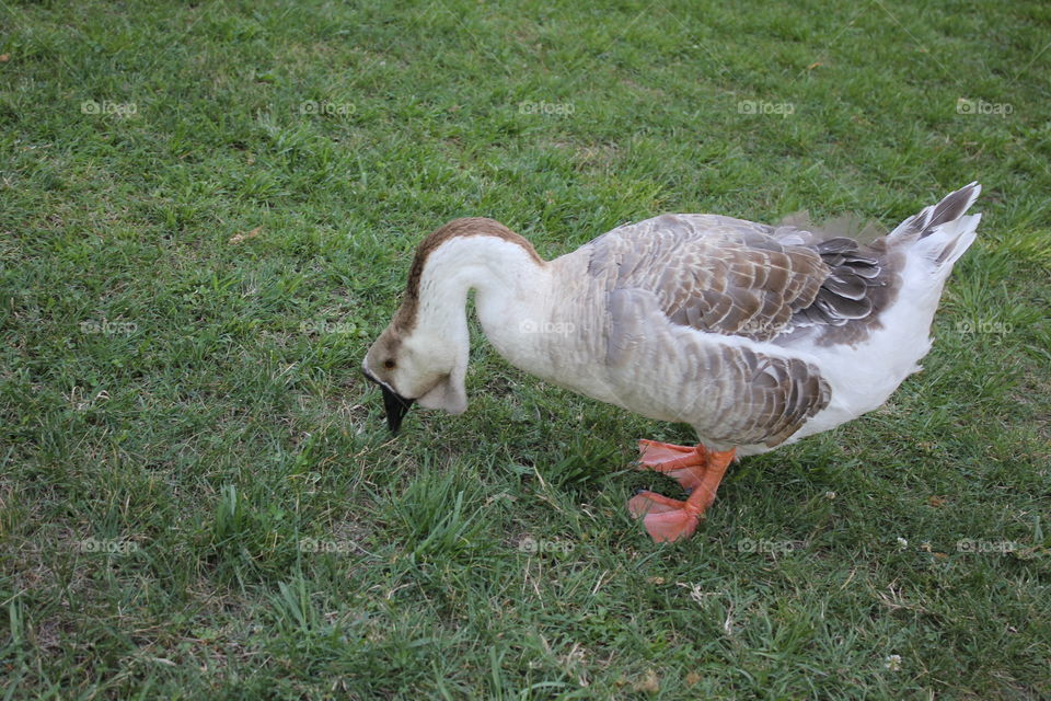 Duck