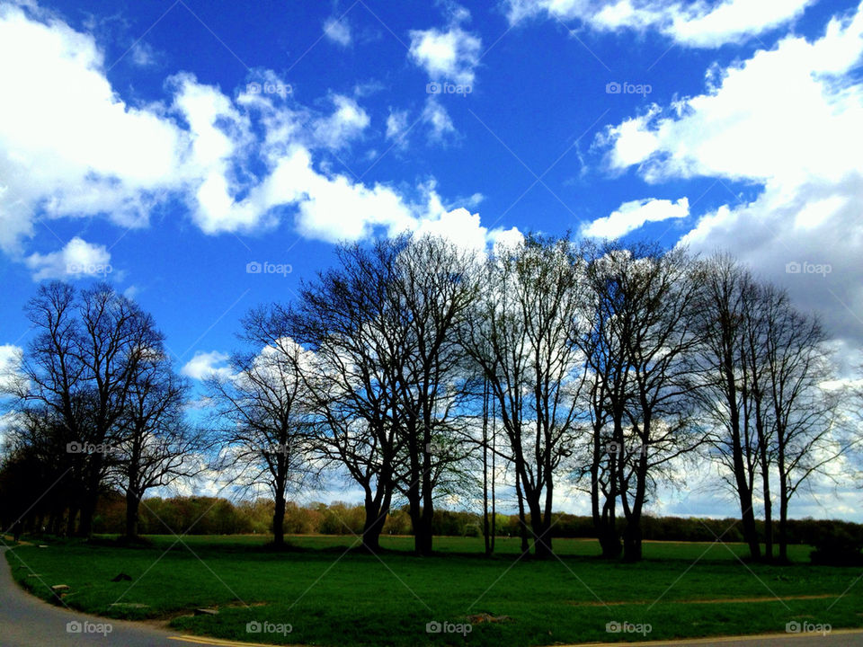 Trees in park