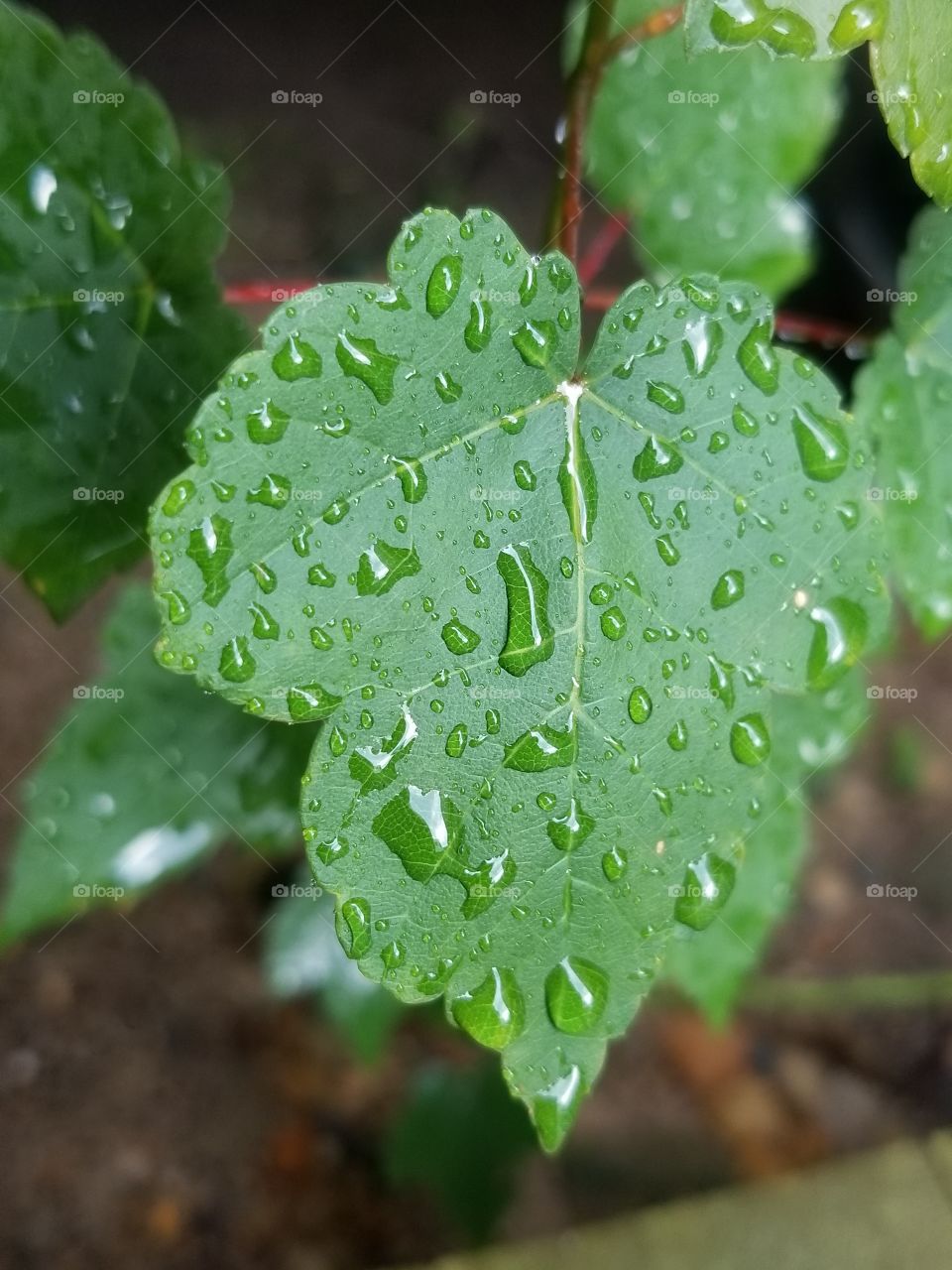 Leaf, No Person, Flora, Rain, Nature