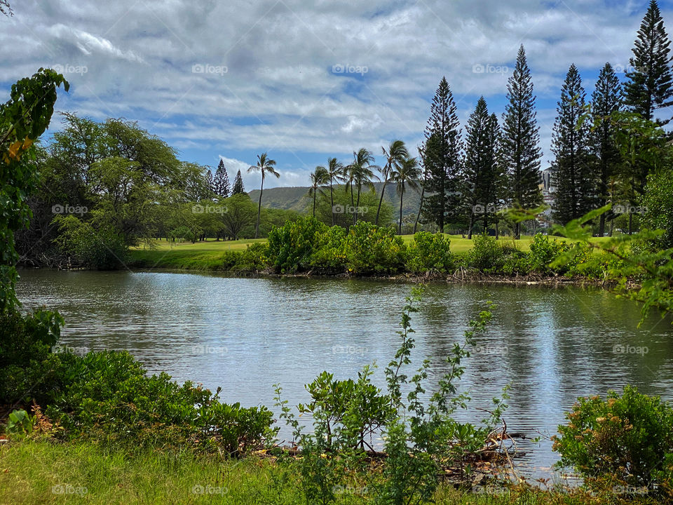 Hawaiian landscape with Cook Pine and coconut palm trees