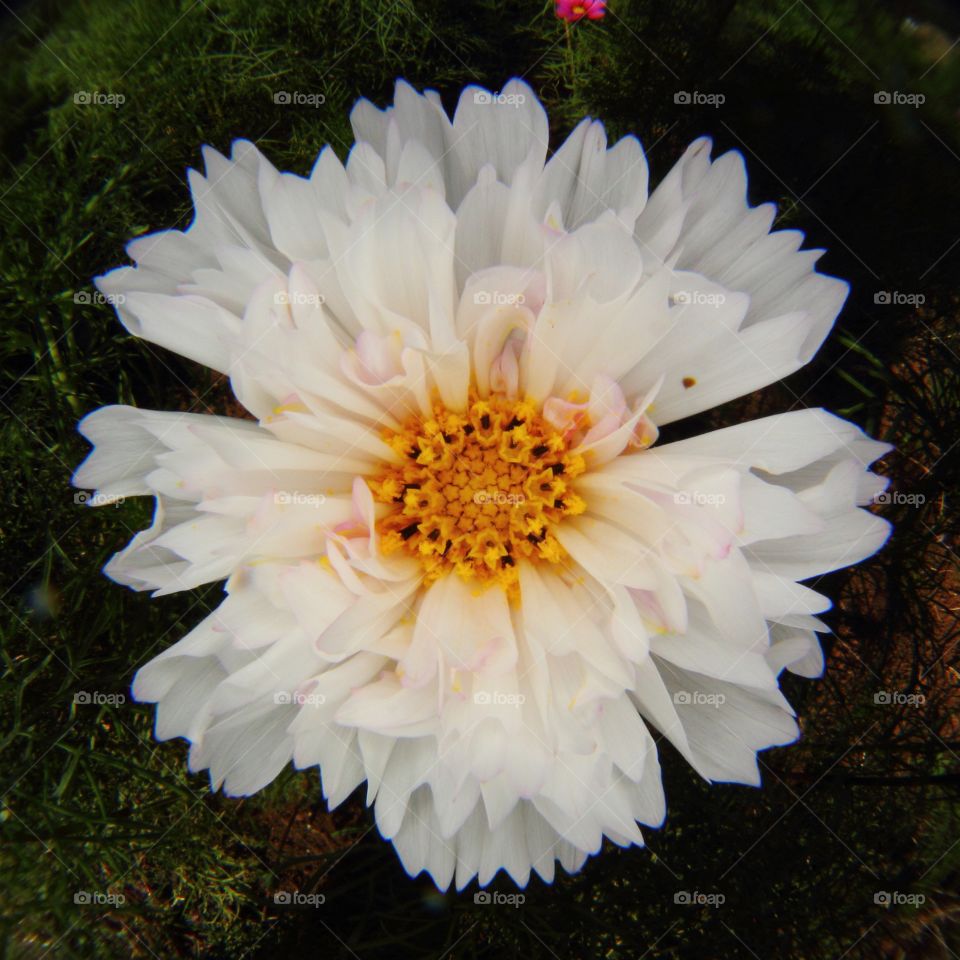 High angle view of white flower