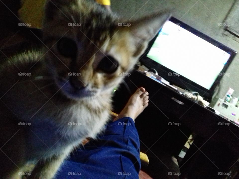 kitten stares at lens stretch foot of man seen with tv on the background