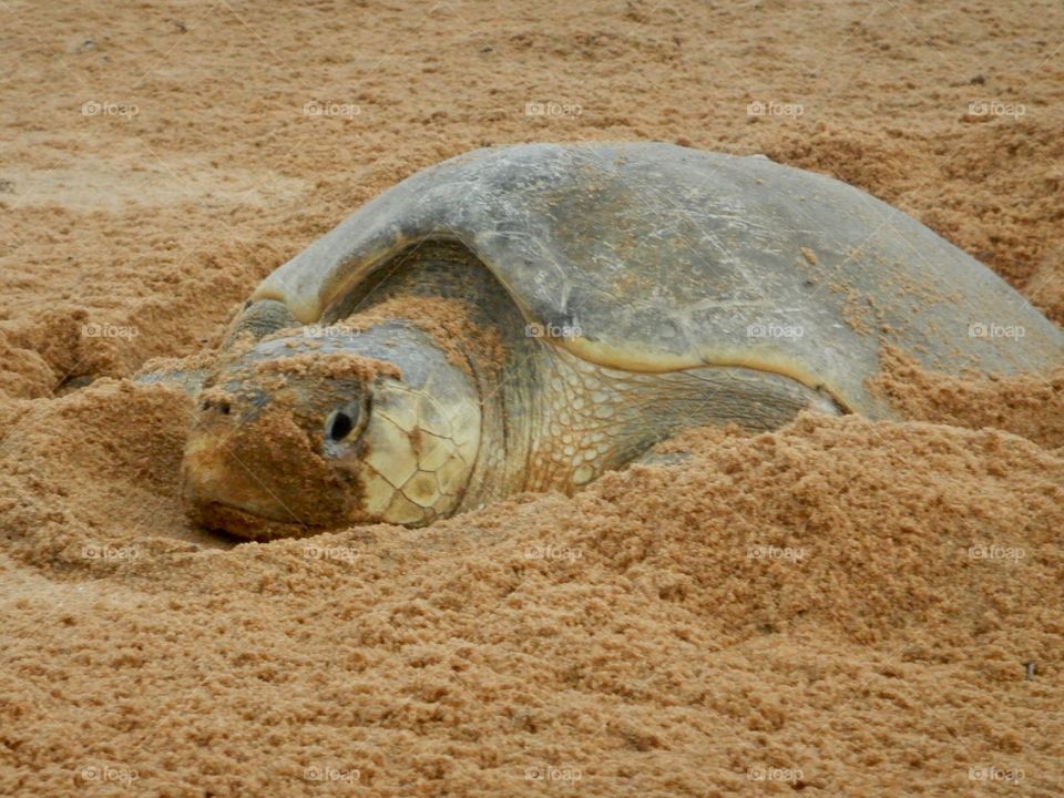 French guyana, lay of marine turtle