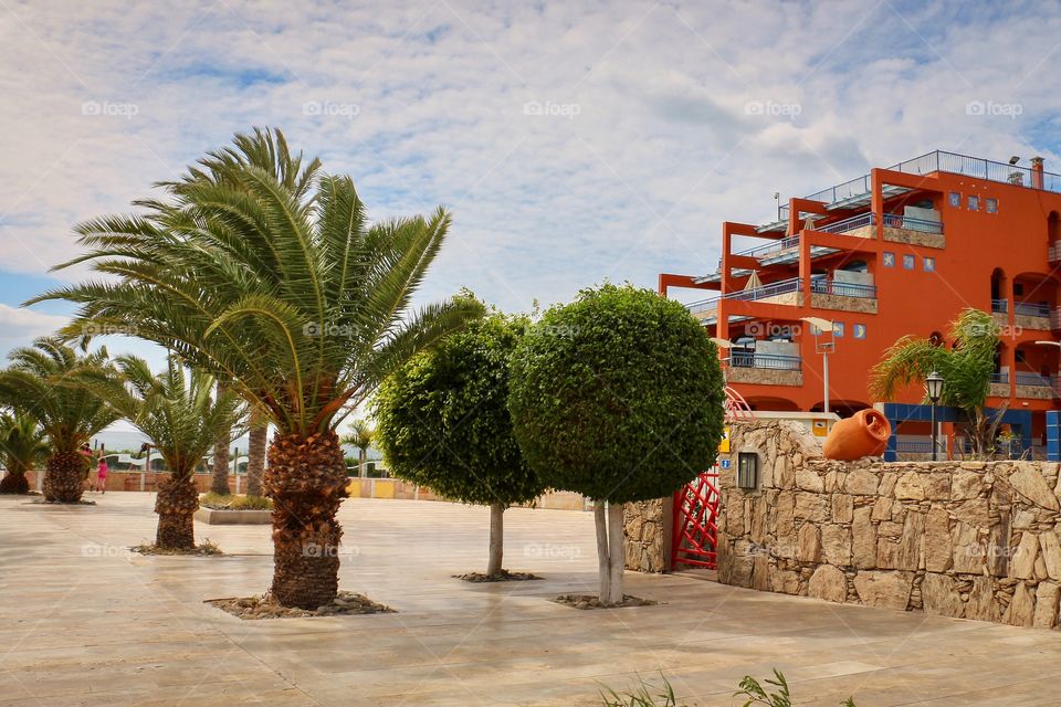 Beautiful view of palm trees and trees with round crowns in resort in Gran Canaria, Spain, Europe