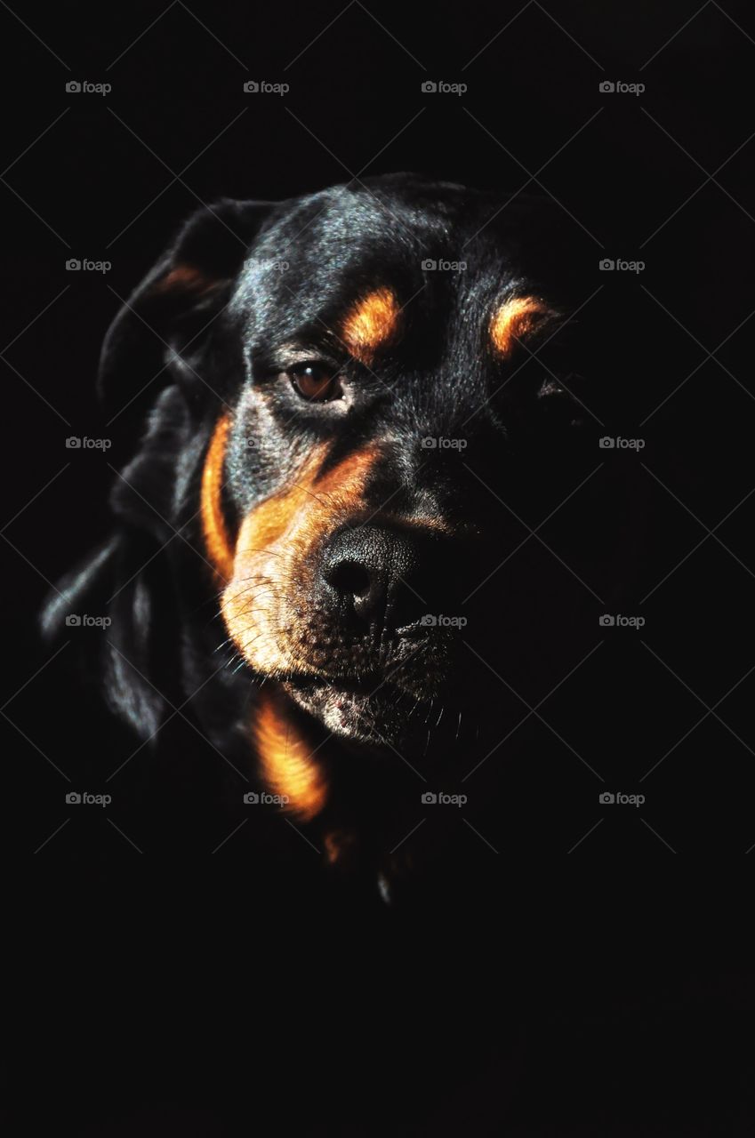 Portrait of a dog