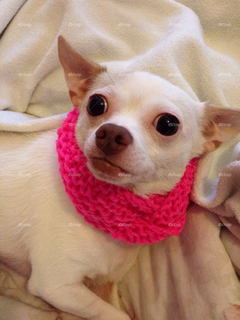 Aye Chihuahua 