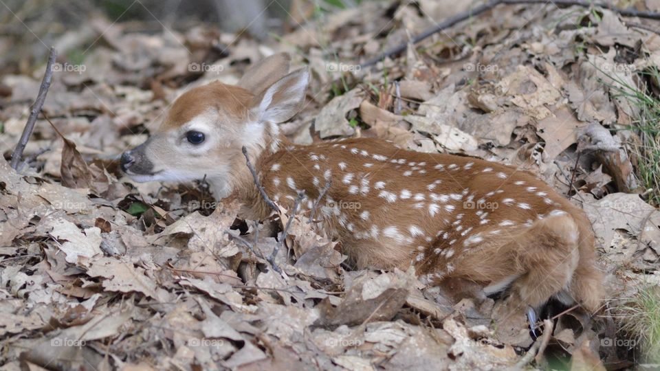 Fawn camouflage 