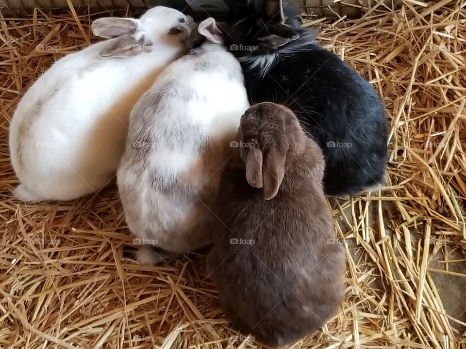 bundle of bunnies