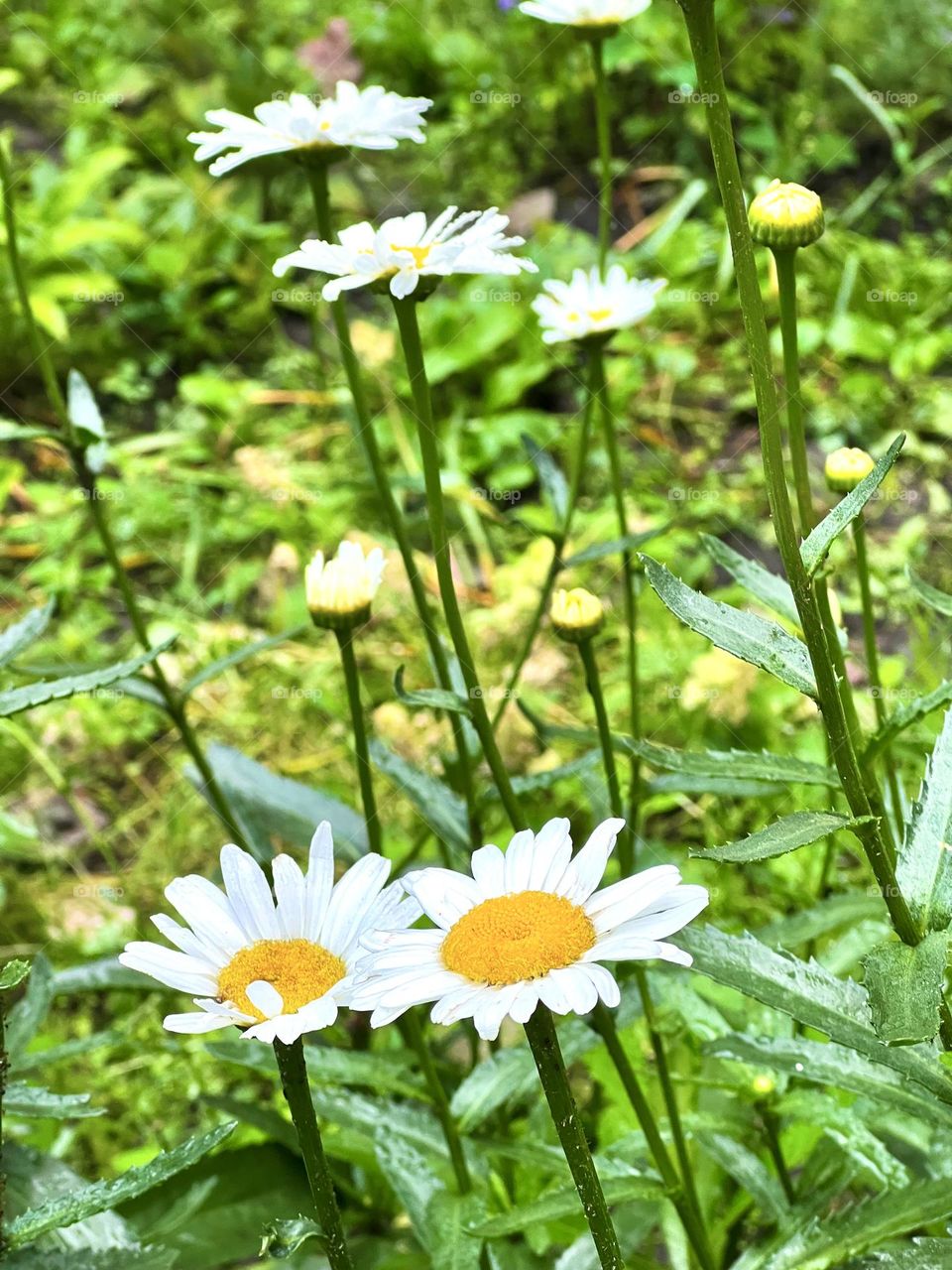 Daisy is a flower with white petals and a yellow center.