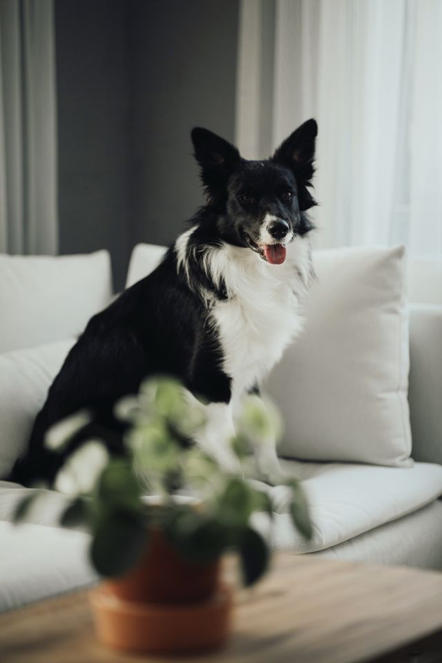 Cute dog