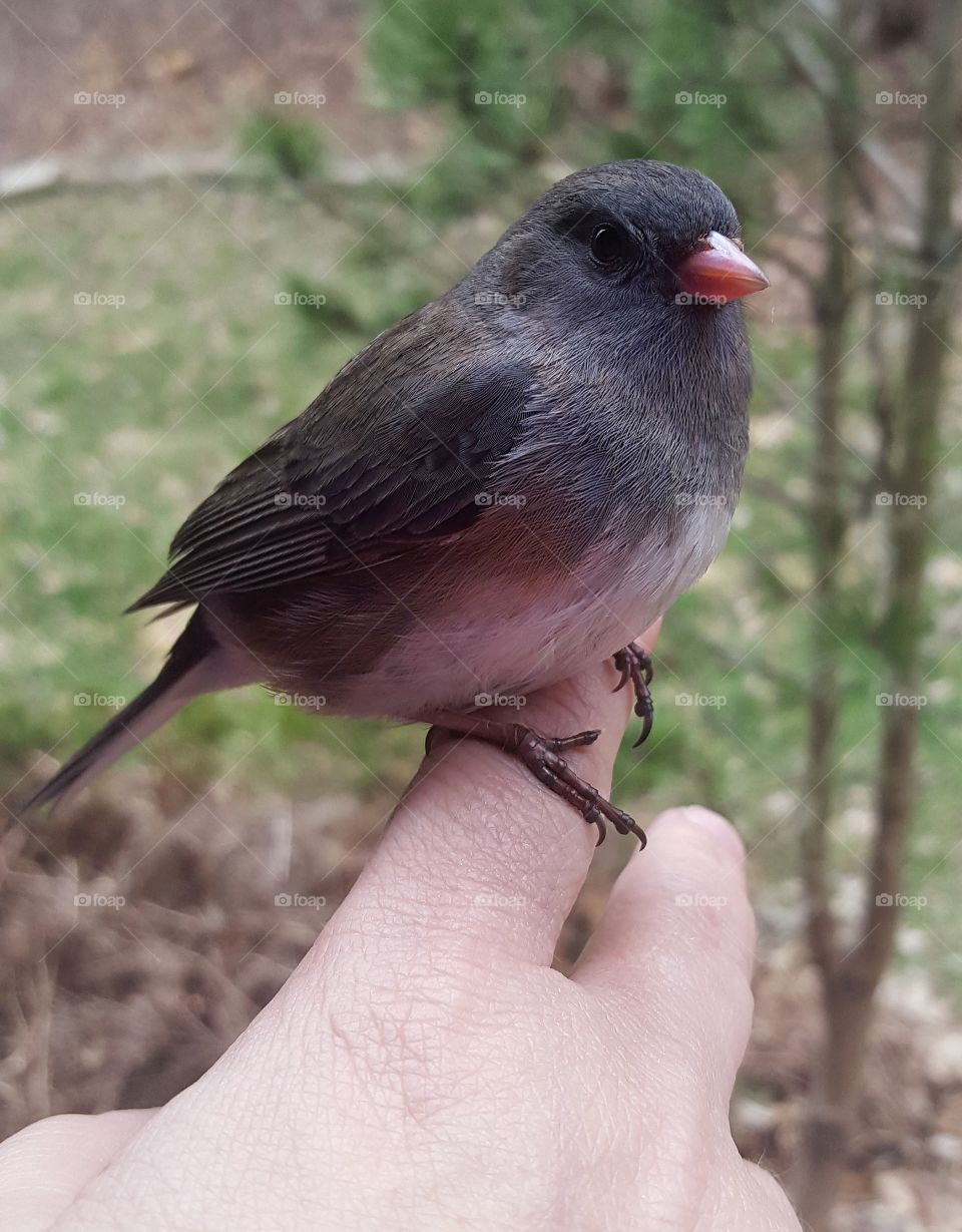 Helping a little Red Eyed  Junco