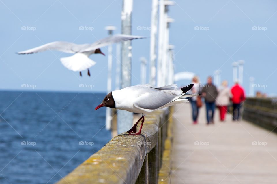 Seagull@ bridge 