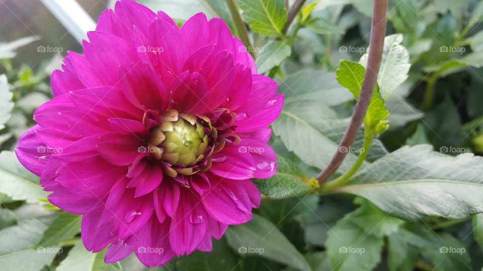 Dahlien Blüte  - pink